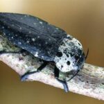 Capnode (Capnodis tenebrionis)